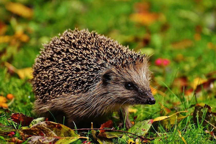 https://revealnature.co.uk/2025/02/15/biofluorescence-in-mammals-green-platypuses-pink-hedgehogs/