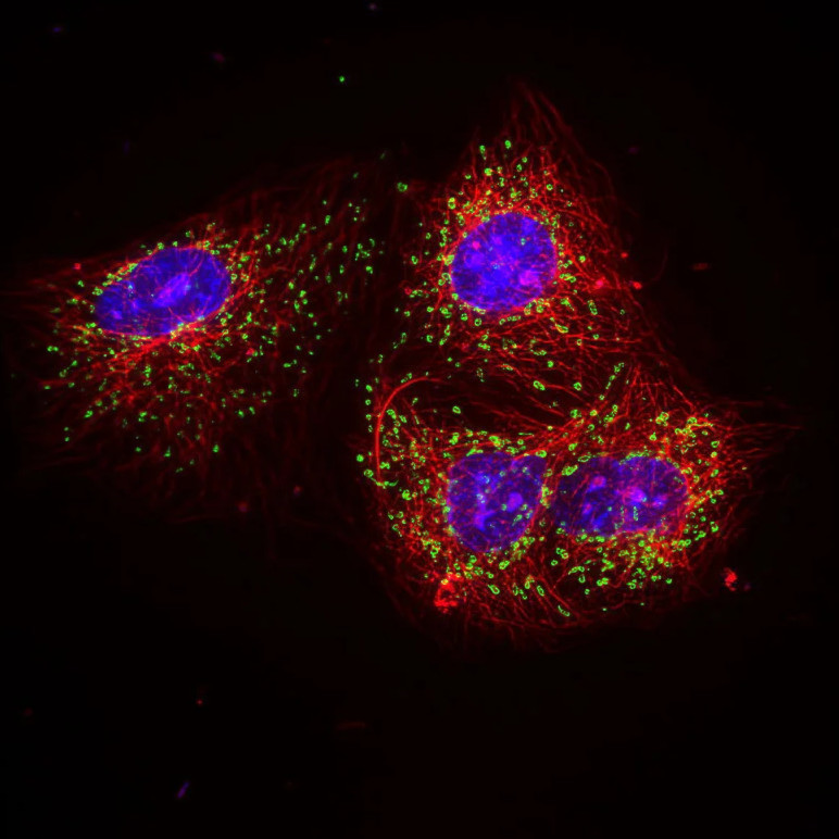 https://www.leica-microsystems.com/science-lab/life-science/multicolor-microscopy-the-importance-of-multiplexing/